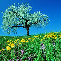 Der Apfelbaum mit Löwenzahn