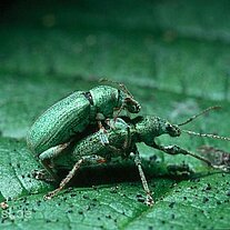 Fichtenrüsselkäfer ( Hylobius abietis )