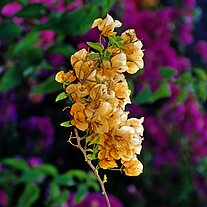 Schmetterlingsblütler