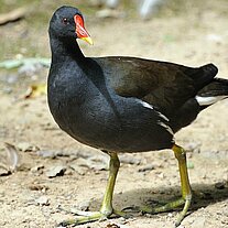 Huhn mit schwarz rot goldenem Schnabel