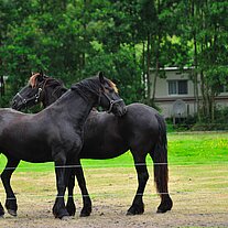 Friesen auf der Weide