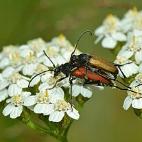 kopulierende Käfer auf Schafgarbe
