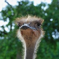 Straußenportrait
