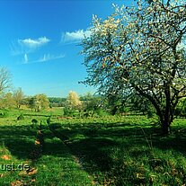 alter Obstgarten bei Pappenberg