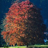 Rotbuche alleinstehend