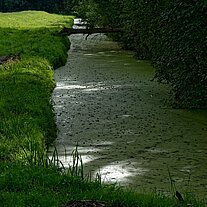 Fließ bei Hartmannsdorf