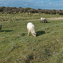 Schafe am Rudjerg Knude Fyr
