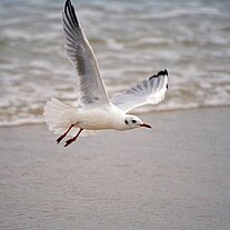 Möwe im Flug