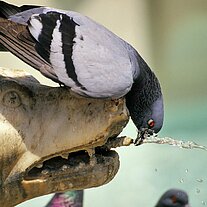 Taube an der Tränke  Siena
