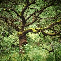 alte Obstbäume auf der Südseite des Seeberg