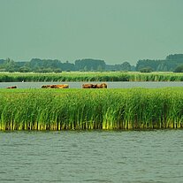 Schilflandschaft mit Hochlandrindern