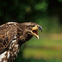 junger Seeadler ( Haliaetus leucocephalus )