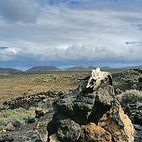 Ziegenschädel am Weg