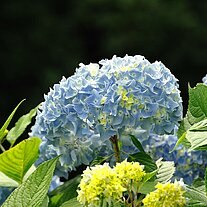 blaue Hortensien