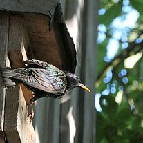 Star am Starenkasten