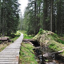 Knüppelweg durch das Zigeunerfilz