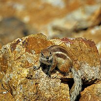 Streifenhörnchen angriffslustig