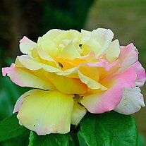 Rosenblüte gelb und rosa