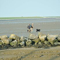 Paar geht mit Hund im Watt