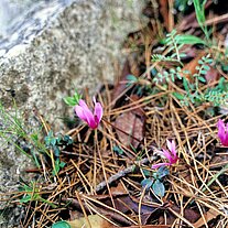 Alpenveilchen am Weg