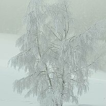 angereifte Birken auf freiem Feld