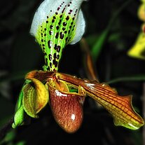 Frauenschuh Orchidee