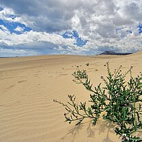 Pflanze im Vordergrund